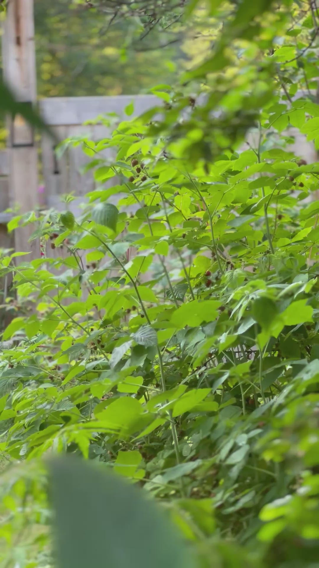 IMG_3646.mov__PID:902519a4-29bd-4d9d-b161-8783c9225d44